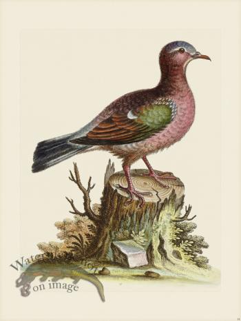 Edwards 014 Green wing'd Dove